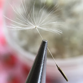 Dandelion seed, taken with iPhone 6s and Olloclip macro lens