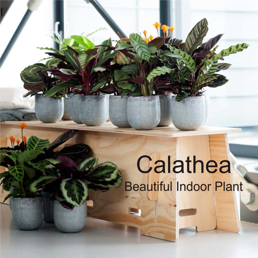 Ragam Jenis  Calathea Untuk Tanaman Hias dalam Rumah 