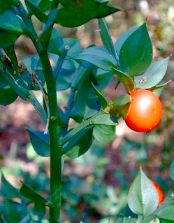 https://fr.wikipedia.org/wiki/Ruscus_aculeatus