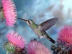 Pink Humming Bird Wallpaper