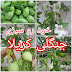 جنگلی کریلا (Wild Bitter Gourd) – صحت کے فوائد اور استعمال