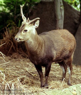 Bawean deer