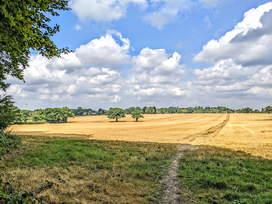 When you reach the field head N on Knebworth footpath 13