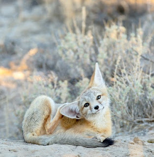 Fennec fox