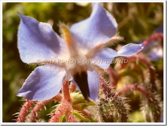 Wild flowers 004