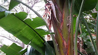 Giant White Bird Of Paradise Plant