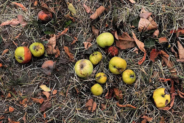 Кутузовский проспект, яблоневый сад, яблоки на земле
