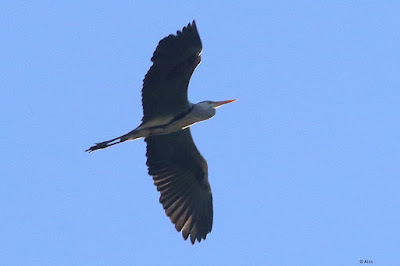 Gray Heron - not common