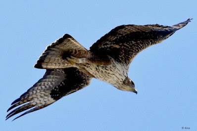 "Bonelli's Eagle - Aquila fasciata, rregular visitor post monsoon "