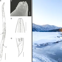 Saintis hidupkan semula cacing selepas 46,000 tahun beku di Siberia