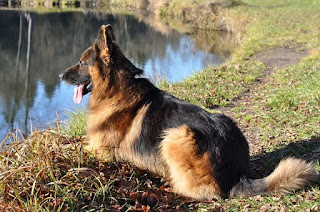 German Shepherd Dog