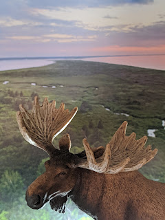 Prince Edward Island Moose