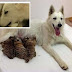 Σκυλίτσα έσωσε τρία νεογέννητα τιγράκια (VIDEO) 