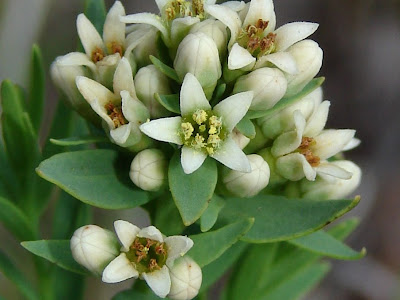 いろいろ bastard toadflax 186805