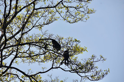 Monkeys in trees near Shelter bay Marina Colon