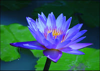 blue lotuses