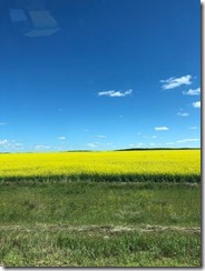 sask field