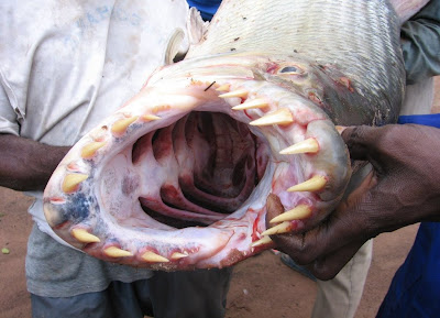 恐怖魚牙 牙巴拉魚