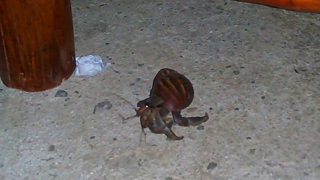 hermit crab inside a garden snail's shell at Ram's Grill House in Allen Northern Samar