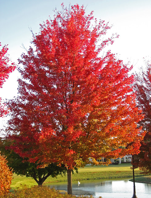 Silver Maple Tree Facts
