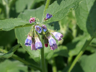 Consoude rude - Consoude rugueuse - Symphytum asperum