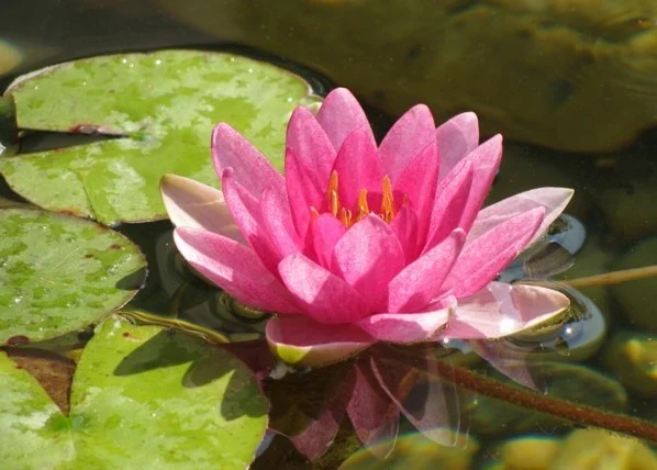 water lily monica curry