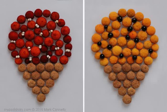 Creative pictures made of seed and seed pods