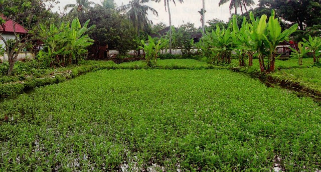 lahan budidaya kangkung