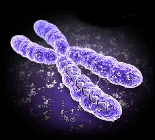 Yetiranol Chromosome