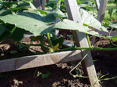 A close-up view of the cucumbers already in blossom.