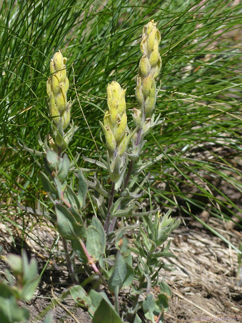 082: yellow paintbrush