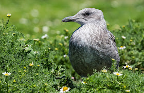  Juvenile Lesser Black-backed Gull - Skomer - Simon Colenutt