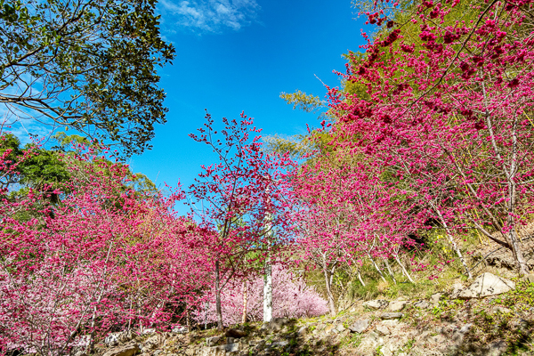 桃園復興夏蝶冬櫻山谷園地露營區櫻花秘境，紅粉佳人八重櫻盛開