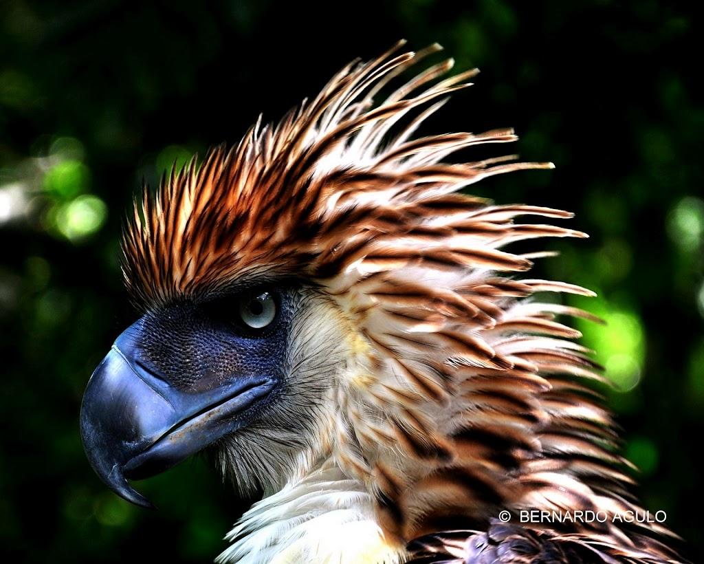 Let's Draw Endangered Species! : ): Philippine Eagle