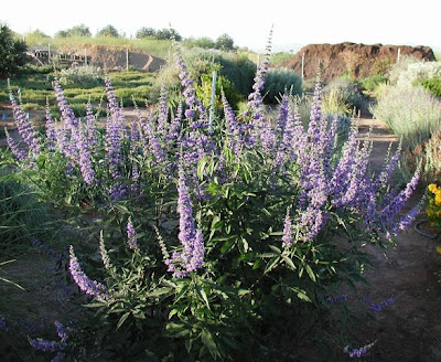 Vitex Monks Pepper Tree