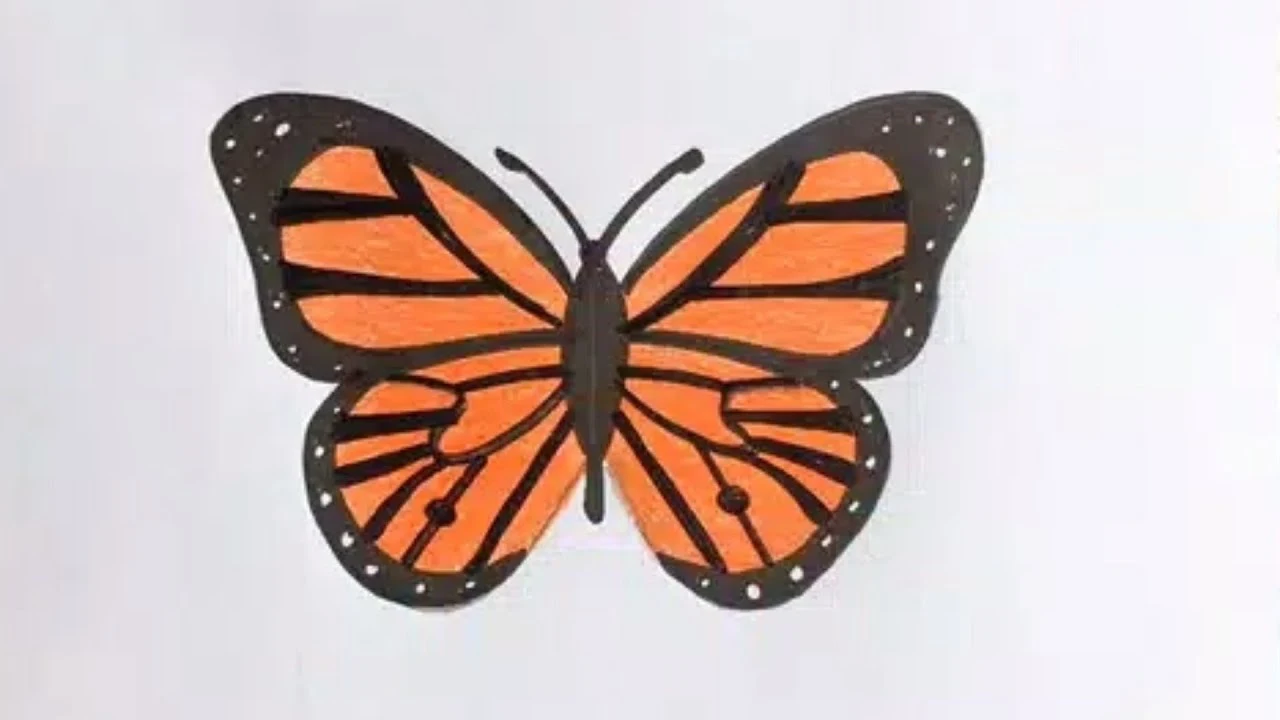 Butterfly Drawing - Butterfly Pic Download - Butterfly Drawing - Butterfly Wallpaper - projapoti pic - NeotericIT.com