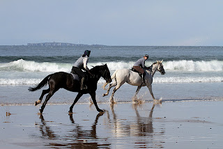 Horses Exercising