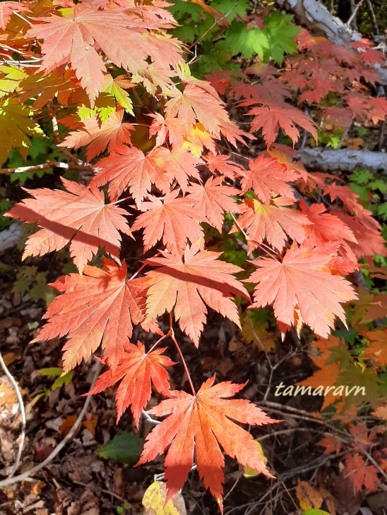 Клён ложнозибольдов (Acer pseudosieboldianum)