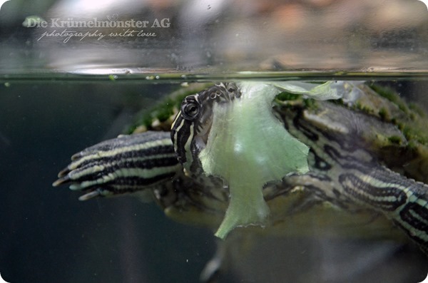 Zoo Frankfurt Wasserschildkröte 150813