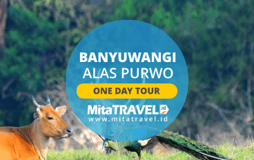 Private Tour Paket Wisata Banyuwangi 1 Hari Alas Purwo