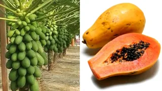 Papaya