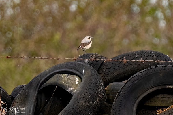 Wheatear