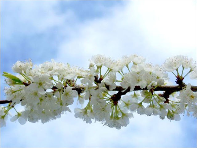 Spring Flowers