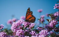 Butterflies - Photo by Justin DoCanto on Unsplash