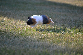 funny animals, flying guinea pig