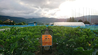 【20200705】ズッキーニの夕方収穫