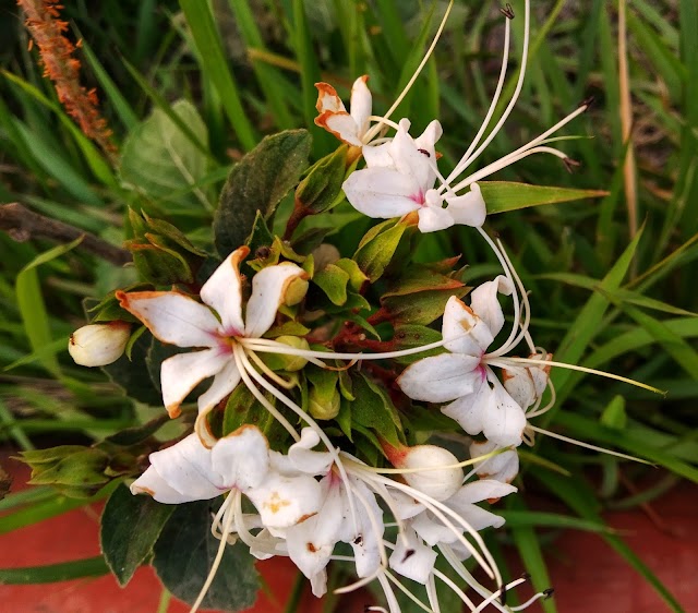 Wild Flower in Bangladesh | বুনোফুল। বন্য ফুল |    