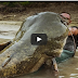 MAMMOTH CATFISH TALL 8,20 FEET