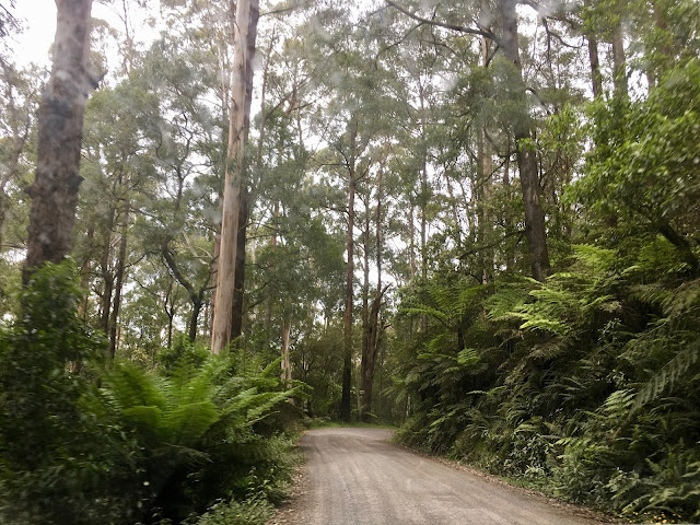 dirt road through forest