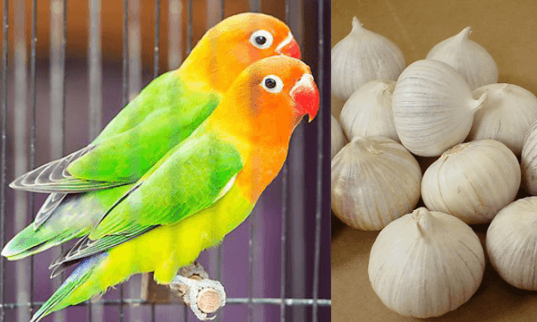 Cara Mudah Membuat Racikan Pakan Burung Lovebird Konslet Sociawave